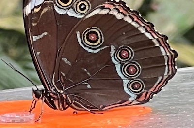 Výlet za motýlí krásou do pražské Troje